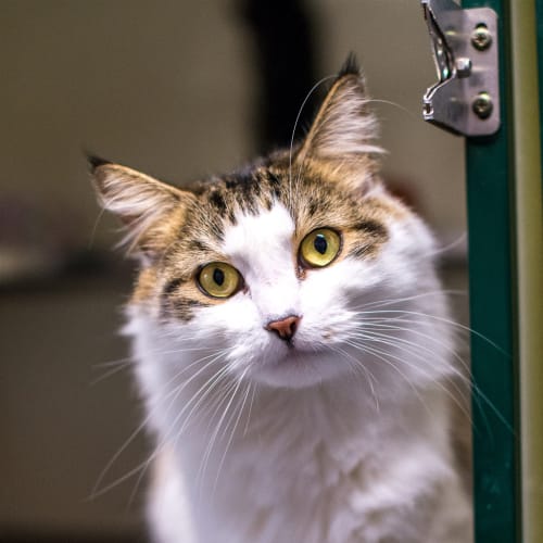 Phoebo