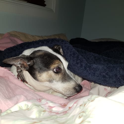 Digger ~ 10 year old Foxie X (on trial 19/7/18)
