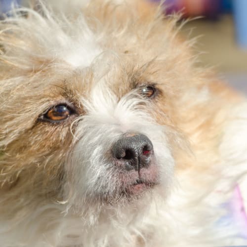 Tilly ~ Jack Russell X (on trial 30/6/18)