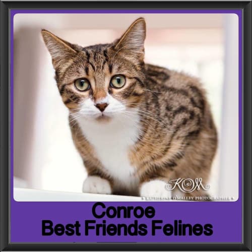 Conroe