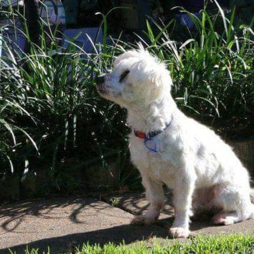 Louie ~ Maltese X (on trial 30/6/2018)