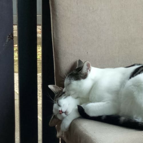Marvin and Merlin