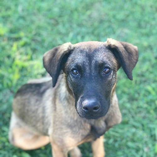 Macie 