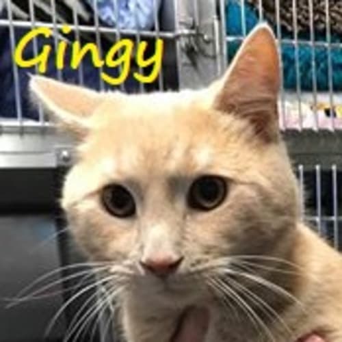 Gingy