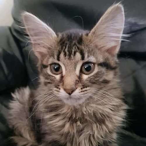 Agatha