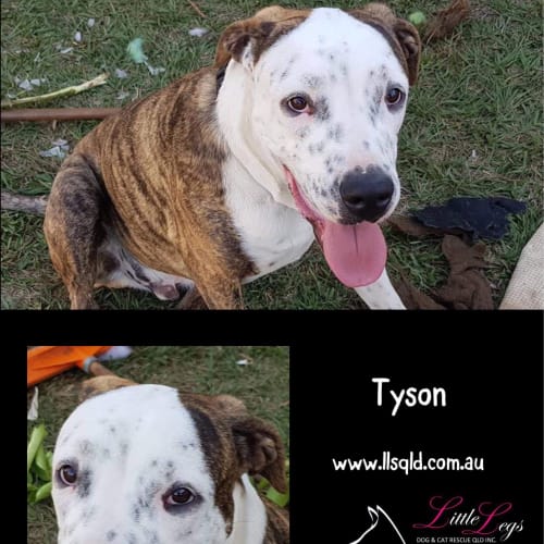 Tyson