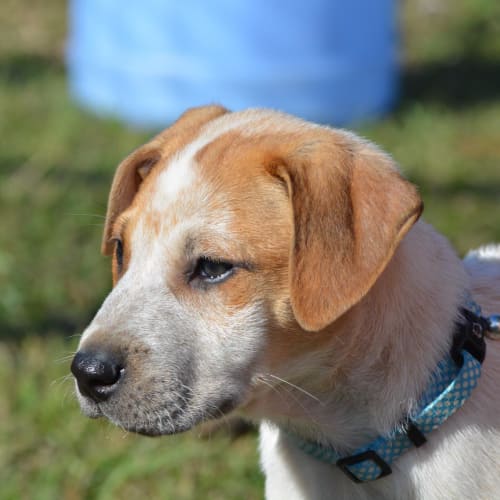 Duke 