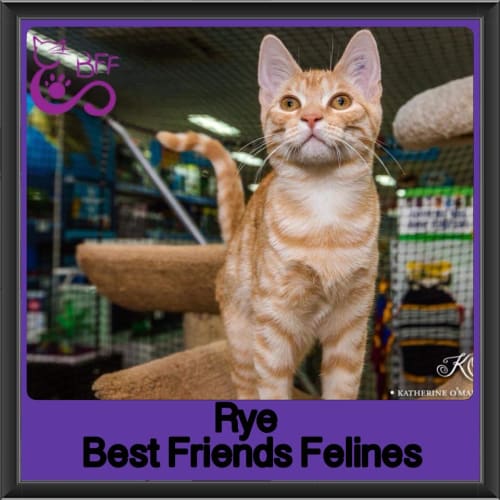 Rye