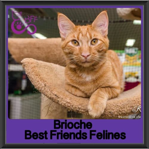 Brioche 