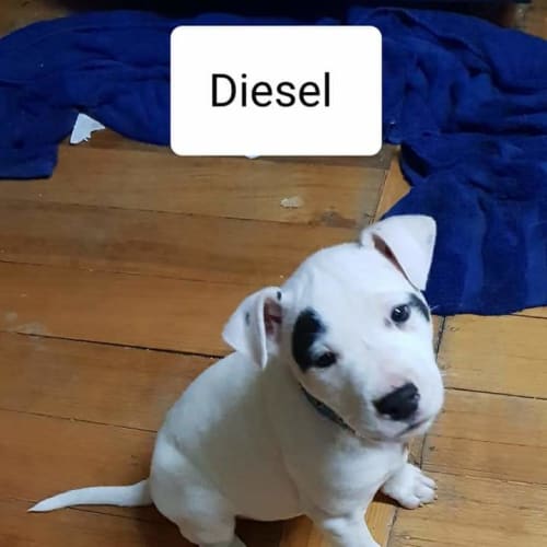Diesel