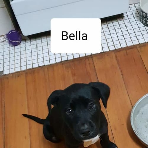 Bella