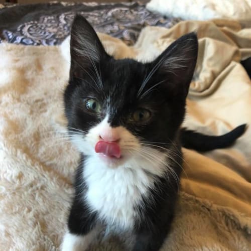 Harvey - meet me at Pets Domain Corio on August 5