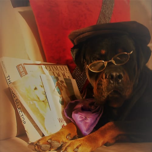 Bear ~ Rottweiler (on trial 10/7/2018)