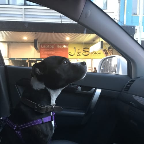 Pepper
