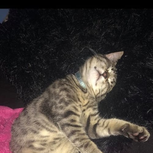 'Chirpy' Cheeto