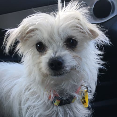 Bella our tiny young girl