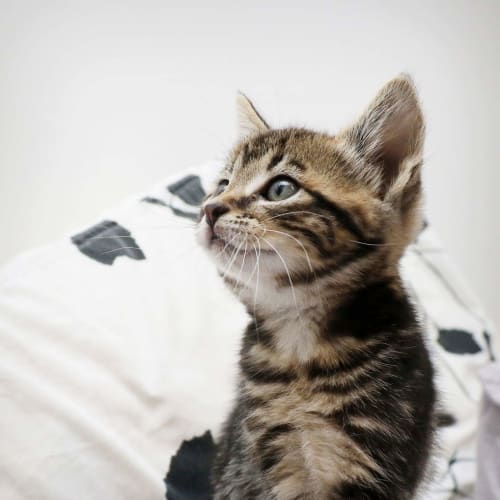 Misha