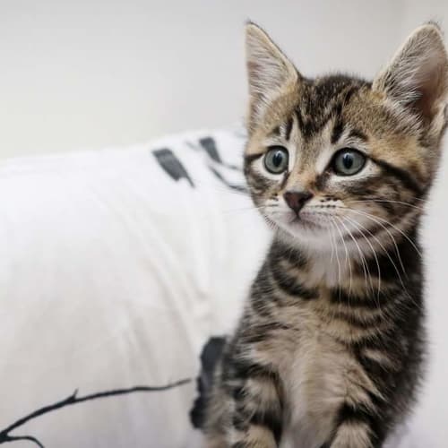 Max