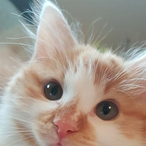 Gizmo (now Poppy)