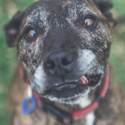 Dakota ~ 6 year old Staffy X (on trial 6/7/2018)