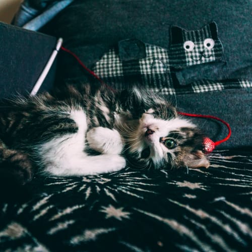 Tabitha