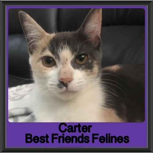 Carter 