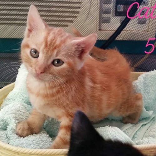 Catherine **2nd Chance Cat Rescue**
