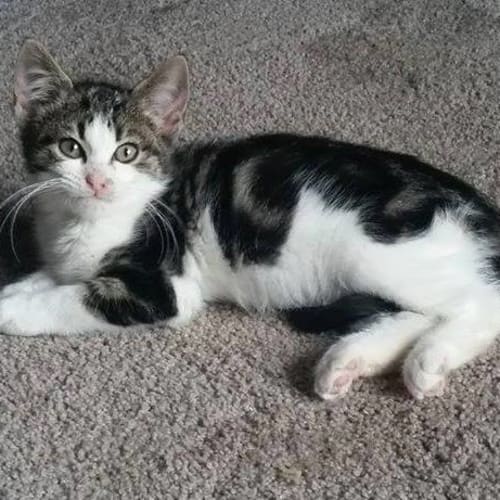 Gabrielle **2nd Chance Cat Rescue**
