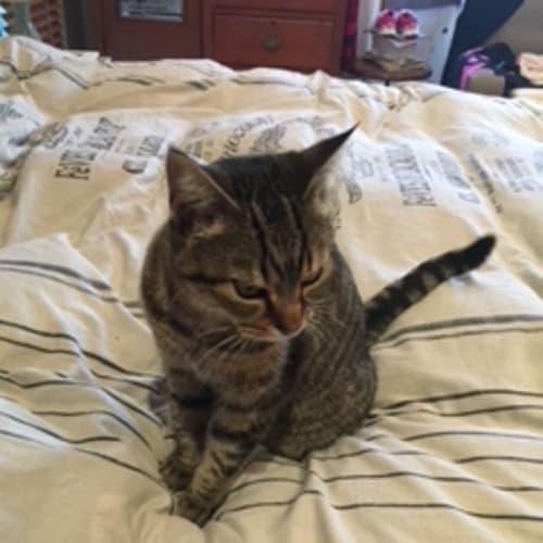 Tigga