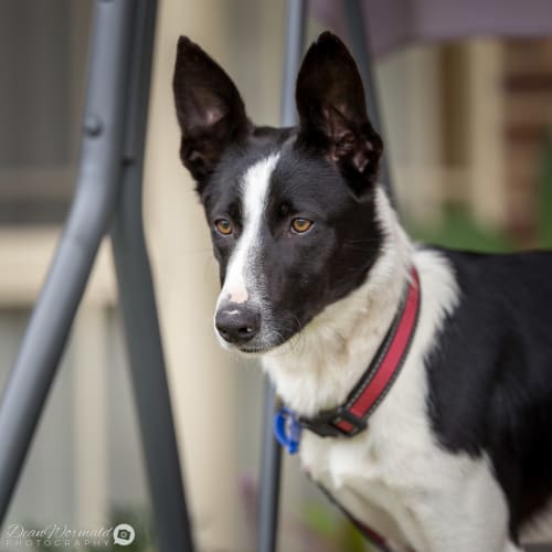 Timmy ~ Border Collie x (on trial 30/6/2018)