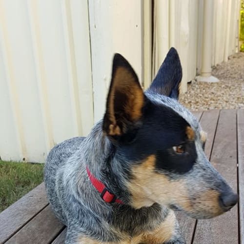 Pippa