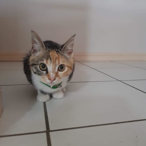 Leona 