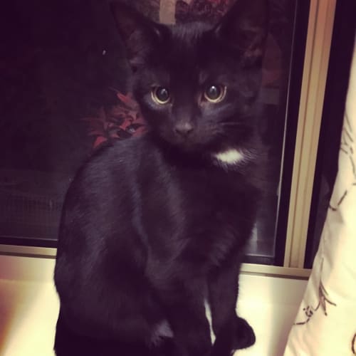 Curly ("The Three Stooges")