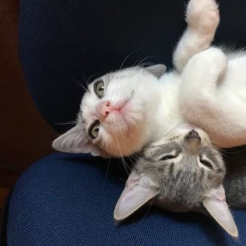 Gracie and Frankie