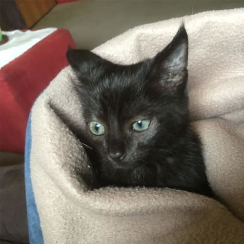 Panther