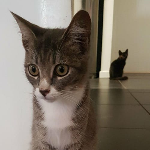 Zeus