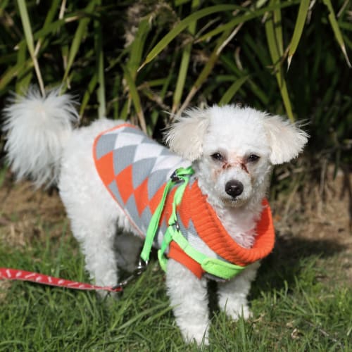 Teddy ~ Maltese x Poodle (on trial 14/7/18)