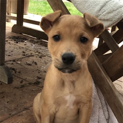 Sparky(now Charlie)