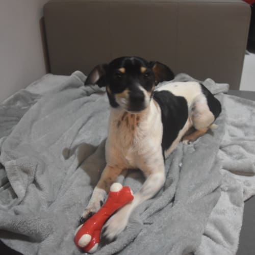 Buddy ~ 7 year old Foxy x (on trial 2/7/18)