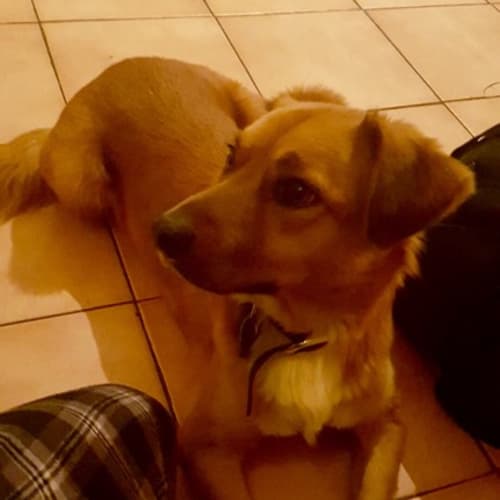 Georgie ~ Shepherd x Ridgeback (on trial 8/7/18)