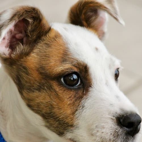 Phoebe Rose ~ Staffy x Cattle Dog (on trial 4/7/18