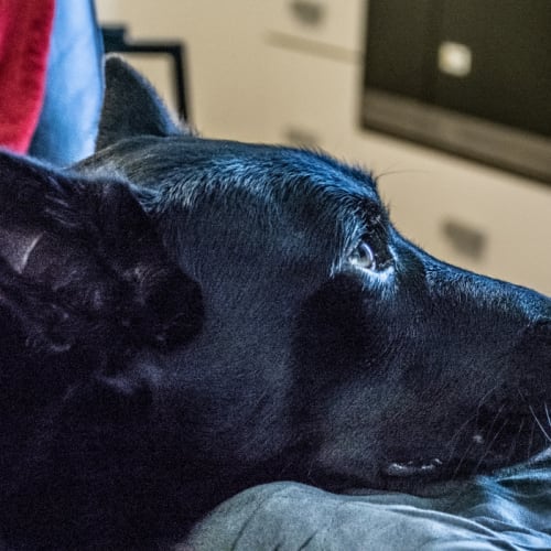 Max ~ Kelpie X (on trial 10/10/18)