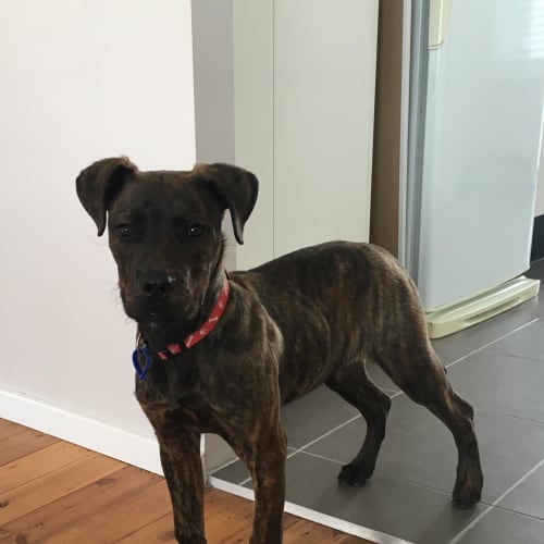 Bradley ~ Mastiff X (on trial 6/7/2018)