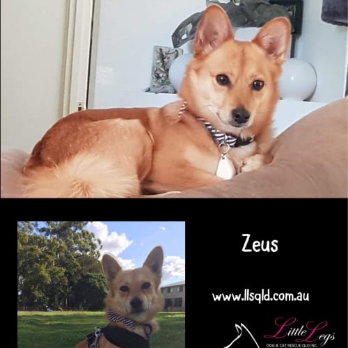 Zeus 