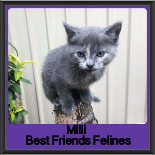 Milli 