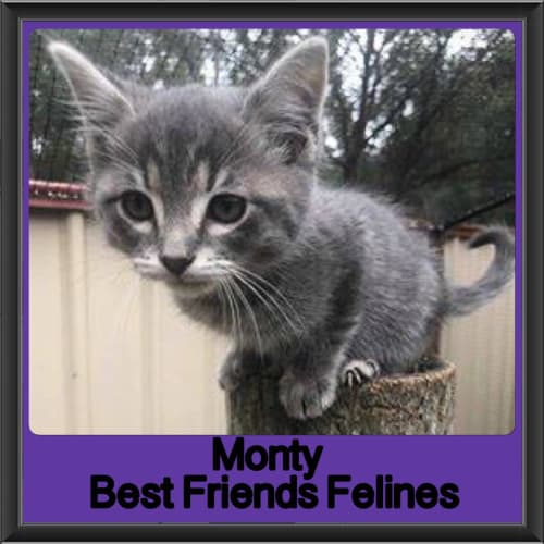 Monty 