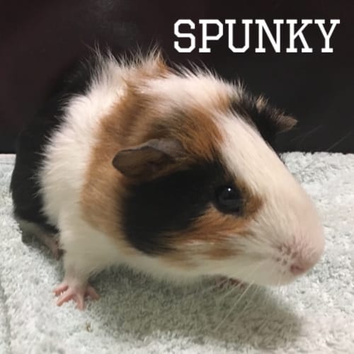 Spunky 
