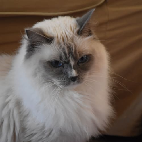 Belle