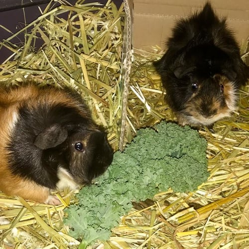 Snickers and Mars