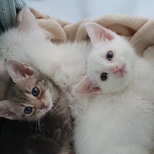 Loukamades the friendly grey tabby kitten